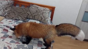 ЛисЯша мышкует и играет с хвостом