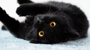 Мистические события начинались как только черный кот начинал мяукать