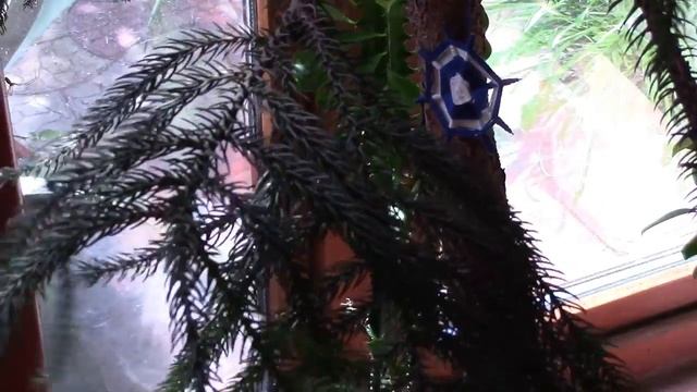 Комнатное растение. Араукария ответила на мою заботу! Хелат железа. смотреть онлайн