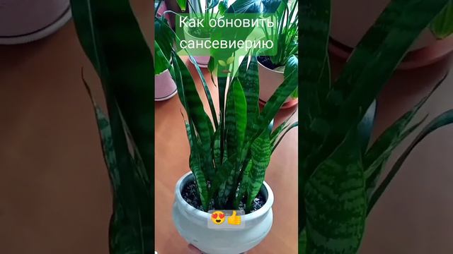 Сансевиерия (щучий хвост) простой способ обновить растение☝