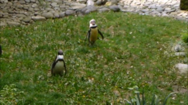 Пингвины поют. Забавные сценки из жизни пингвинов. Пражский зоопарк. смотреть онлайн