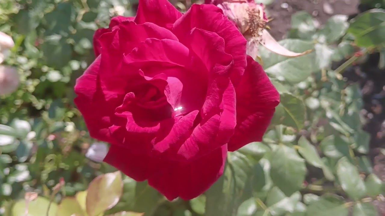 ROSES dream SCARLET marble