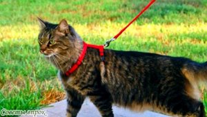 ➤Почему нельзя целовать кошек➤ ЧТО БУДЕТ, ЕСЛИ ЦЕЛОВАТЬ КОШЕК ➤?НЕ ЦЕЛУЙТЕ ДОМАШНИХ ПИТОМЦЕВ!