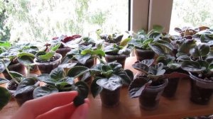 Уникальная Подкормка Для Активного Роста ФИАЛКИ, ГЕРАНИ И Др. Цветов