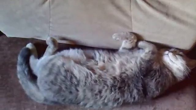 Кошка спит и ей что-то снится смотреть онлайн