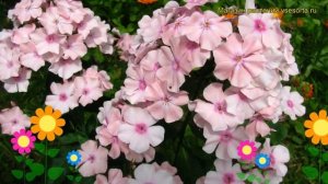 Флокс метельчатый Роза Пастелл. Краткий обзор, описание характеристик phlox paniculata Rosa Pastell