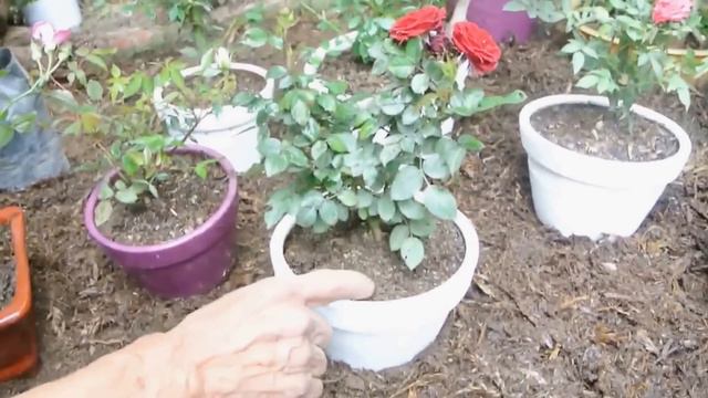 Macetas y detalles de la rositas смотреть онлайн