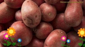 Картофель семенной Хозяюшка. Краткий обзор, описание характеристик solanum tuberosum