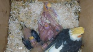 Разведение корелл . Птенцы кореллы .