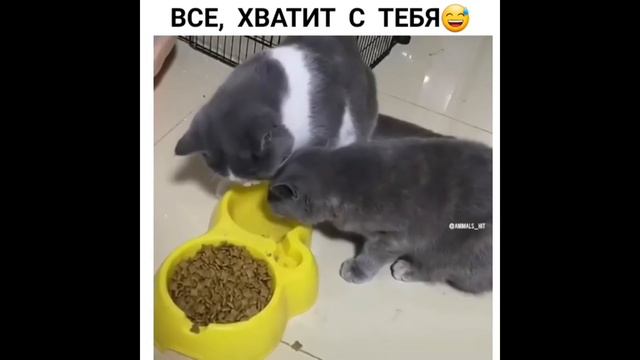 Стеснительный Мишка. Приколы про животных. Смешное видео про котов, собак и не только. Выпуск 20 смотреть онлайн