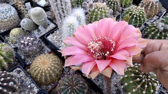 Дон Педро.Я в шоке.Эхинопсисы.Цветение ферокактуса.Трихоцереус с огромным цветком.Цветение цереусов смотреть онлайн