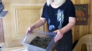 Лиственница. Ранняя покупка саженца.