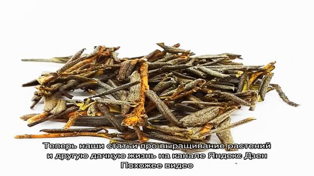 Трава саган-дайля лечебные свойства природного энергетика