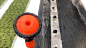 Делаем полив рассады. Очень много полезной информации для новичков.Огурец BJORN F1