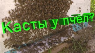 Профессор Кашковский про касты у пчёл