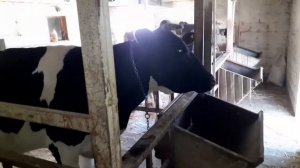 ОСЕМЕНЯЕМ КОРОВ. КОРОВА ПРИШЛА В ОХОТУ, ПОСЛЕ СТИМУЛЯЦИИ.