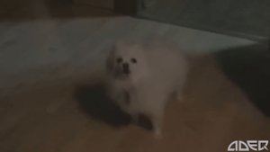 РЖУ шоу 2
