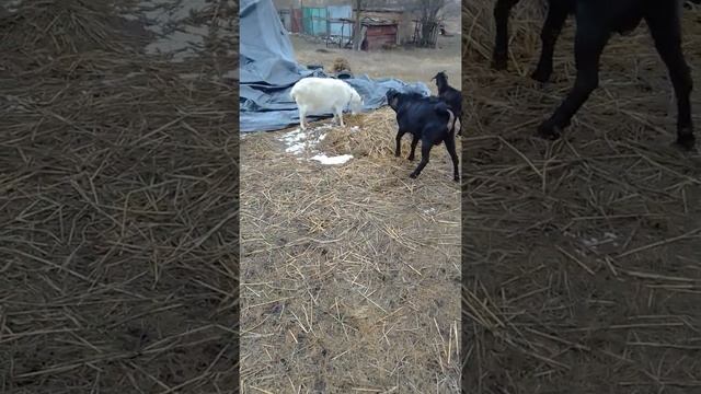 Как мы покупали породистых коз смотреть онлайн