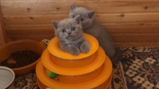 Внимательные котята