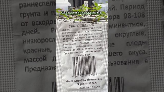 Ранние томаты для высадки в 5л. бутылки #тепличныйбизнесвдеревне #жизньвдеревне #31регион