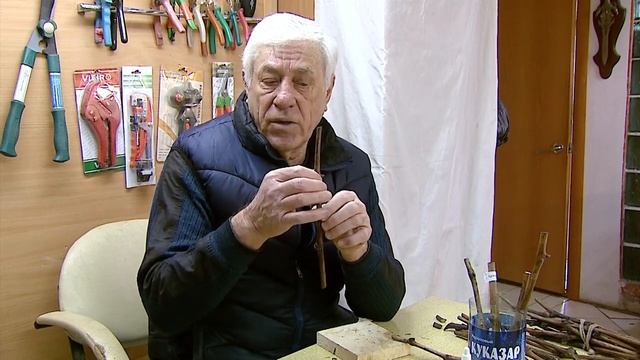 САЖЕНЦЫ ВИНОГРАДА ИЗ ЧЕРЕНКОВ. СОВЕТЫ ОПЫТНОГО ВИНОГРАДАРЯ