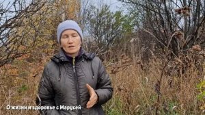 КАК БЫТЬ ЗДОРОВЫМ ? КОРЕНЬ ДОЛГОЛЕТИЯ ЛОПУХ БЕСЦЕННЕН В ТИБЕТЕ ЯПОНИЯ КИТАЙ @natureMarusya