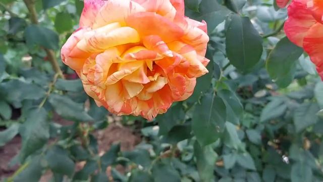 Цветёт роза Марвел?? смотреть онлайн