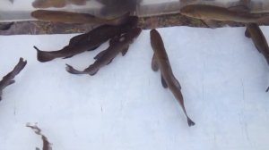 Купить малька и крупную рыбу линь для зарыбления пруда