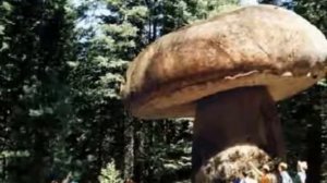 Гигант из Орегона  Самое большое существо нашей планеты грибница опенка темного