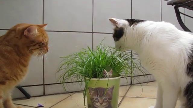 smakowita kocia trawka ;) смотреть онлайн