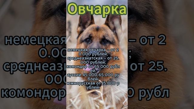 собаки и их цены