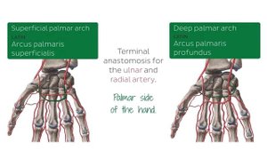 Кровоснабжение и иннервация кисти (предпросмотр) - Анатомия человека | Kenhub