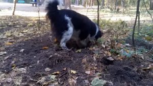Бордер Колли за работой.