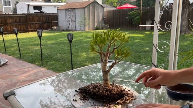 Jade bonsai repotting Gollum crassula (July, 2021) смотреть онлайн