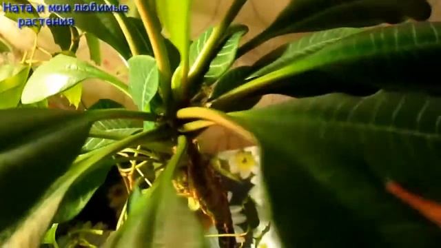 Лудизия , циссус , молочай , сциндапсус - минимум ухода , максимум красоты ! смотреть онлайн