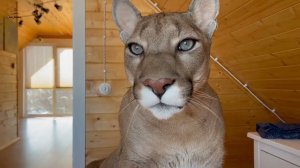 Как поднять хозяина с кровати! Месси показывает Саше пример!