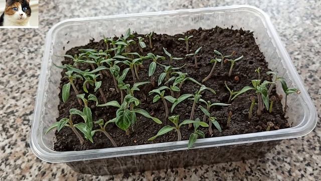 Подкормка рассады помидор Йодом до пикировки