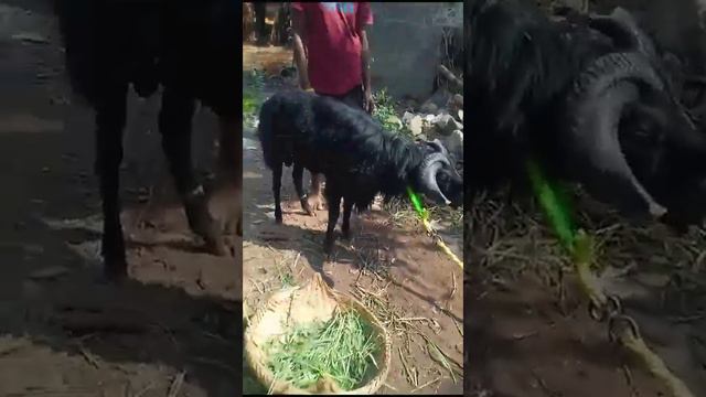 #sheepfarming #viralvideo #statusvideo Balangir mendha farming sheep farming new video