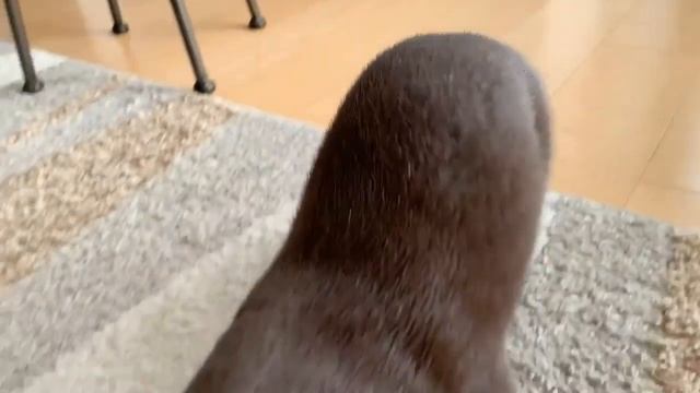 Самое деловитое и занятое существо в мире))) | Домашняя выдра. смотреть онлайн