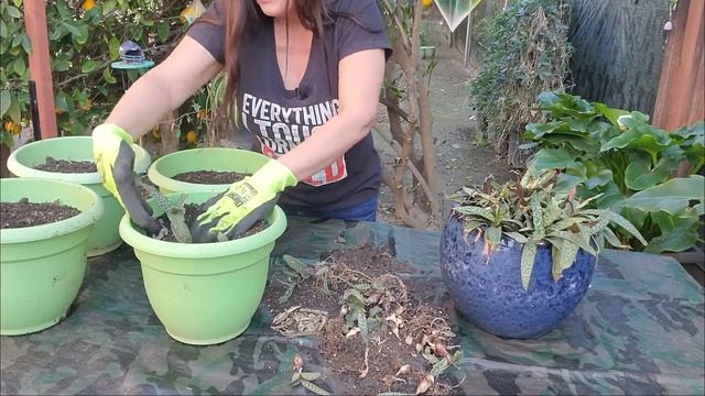 Ledebouria Socialis Propagation - Propagating Silver Squill смотреть онлайн