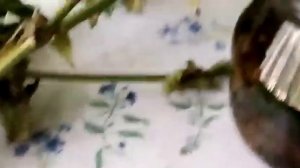 Как повысить "" ИММУНИТЕТ У ГОЛУБЕЙ ""