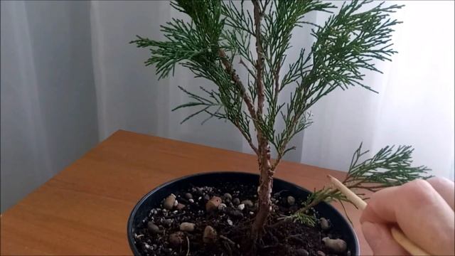 Бонсай из Можжевельника #1  Осень 2022  #Juniperus #bonsai #BonsaiNaBalkone