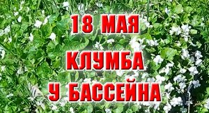 18 мая. Добралась до клумбы у бассейна