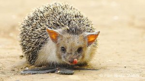 Ёж ушастый (Hemiechinus auritus) - Long-Eared Hedgehog.