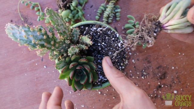 "Slimy Cauldron" Succulent Arrangement смотреть онлайн
