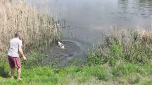 вилли