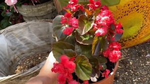 Бегония Doublet Red! Посадка в кашпо! Begonia Doublet Red . How to plant begonias in pots.