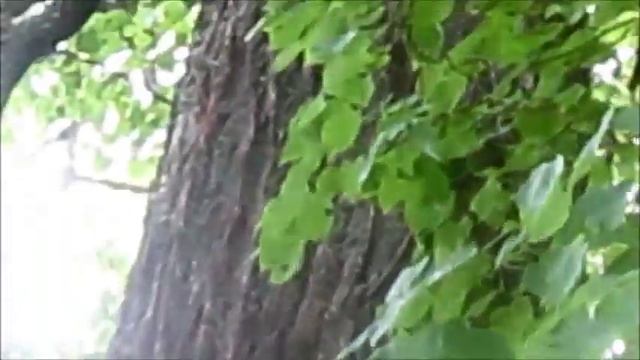 Липы и пчелы в дупле 2 смотреть онлайн