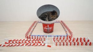 Cats and Mentos Cola & Domino