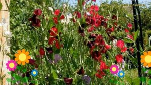 Чина широколистная Ред Перл. Краткий обзор, описание характеристик lathyrus latifolius Red Pearl
